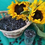 Sjemenke suncokreta: koristi i štete za žene i muškarce